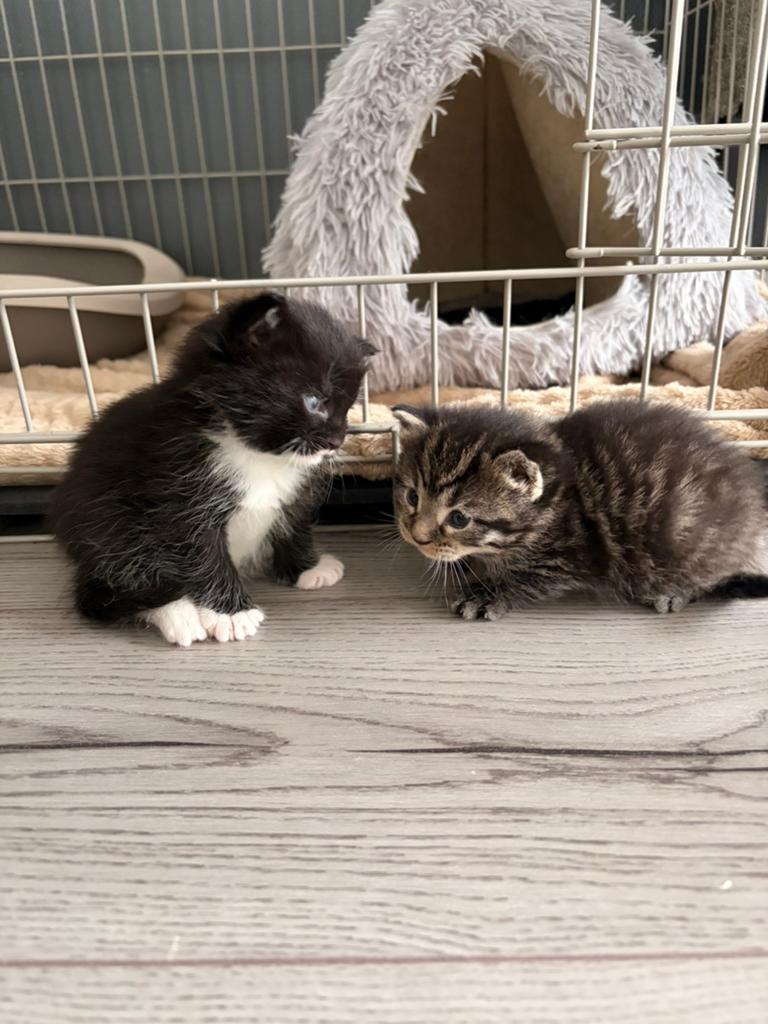 britse korthaar x maine coon kittens, Dieren en Toebehoren, Katten en Kittens | Overige Katten, Meerdere dieren