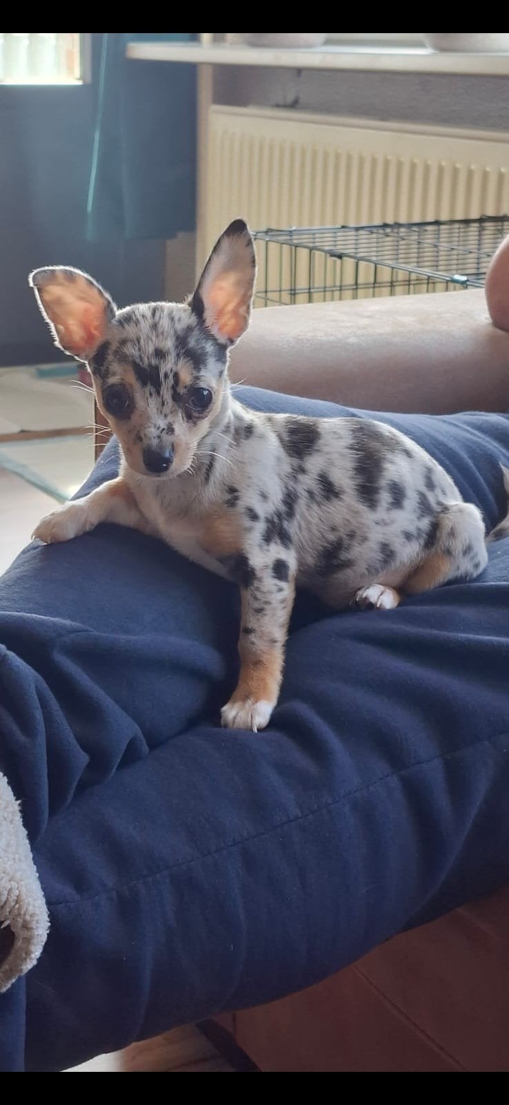 💖️Zeer Mooie Merle Chihuahua️💖, 15 weken tot 1 jaar, Teef, Eén hond, Chihuahua