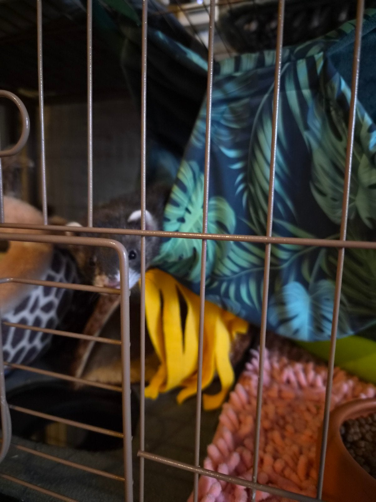 1 fretten pup moertje met kooi lees adv!, Dieren en Toebehoren, Mei, Vrouwelijk