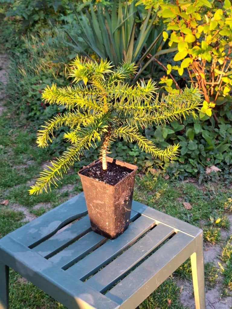 Mooie Apenbomen (Araucaria), Tuin en Terras, Halfschaduw, Overige soorten, Lente, Minder dan 100 cm
