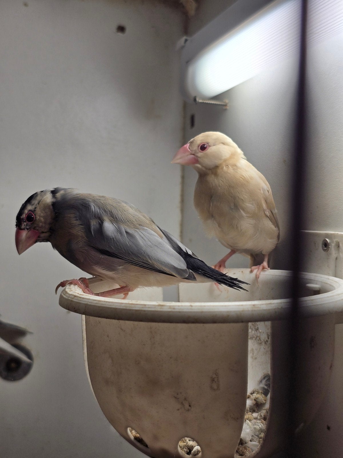5 jonge rijstvogels, Dieren en Toebehoren, Geslacht onbekend, Tropenvogel, Geringd