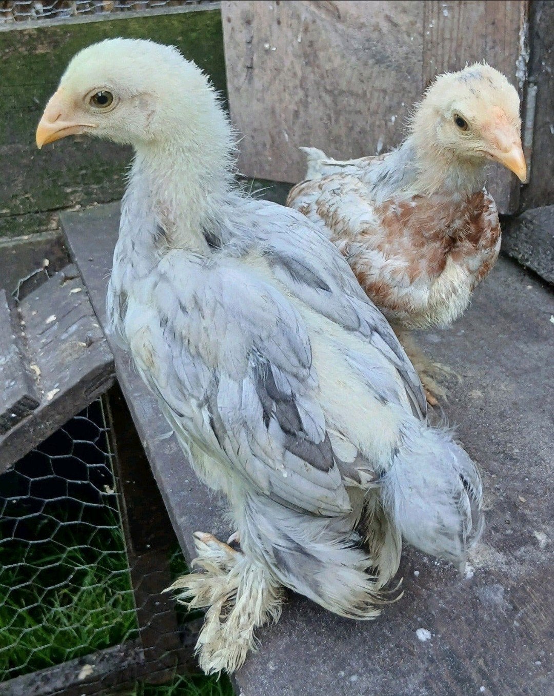 brahma x jersey giant broedeieren eieren, Geslacht onbekend, Kip