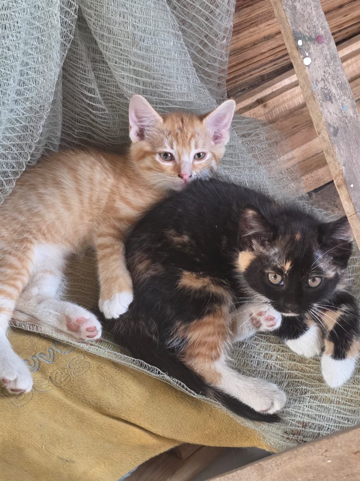 laatste kitten zoekt nieuw huisje, Dieren en Toebehoren, Katten en Kittens | Overige Katten, Kater, 0 tot 2 jaar