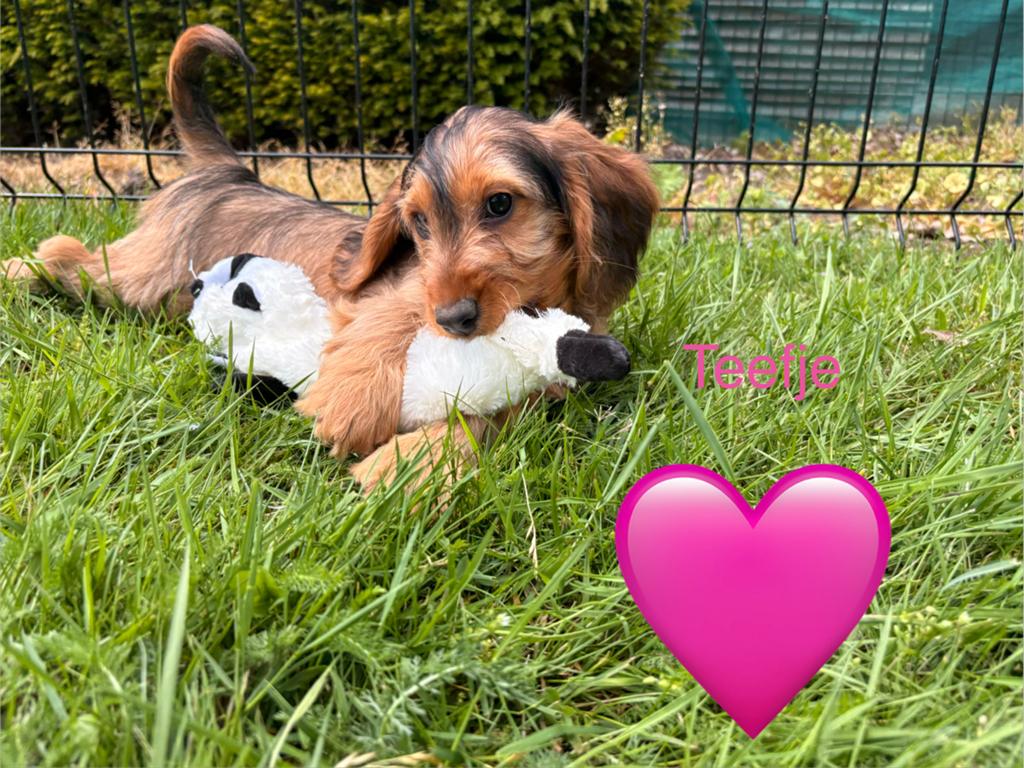 Cockerpoo pups, Dieren en Toebehoren, Parvo, Nederland, Overige rassen, 8 tot 15 weken