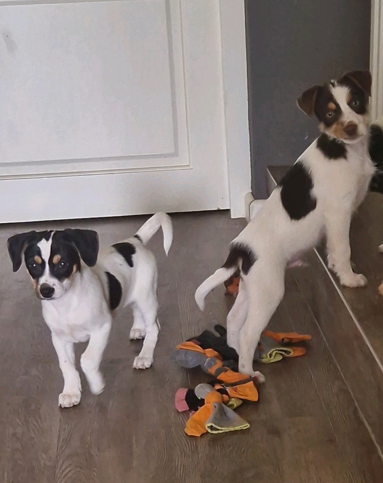 Pups leuke kruising., 8 tot 15 weken, Meerdere, Meerdere dieren, Klein