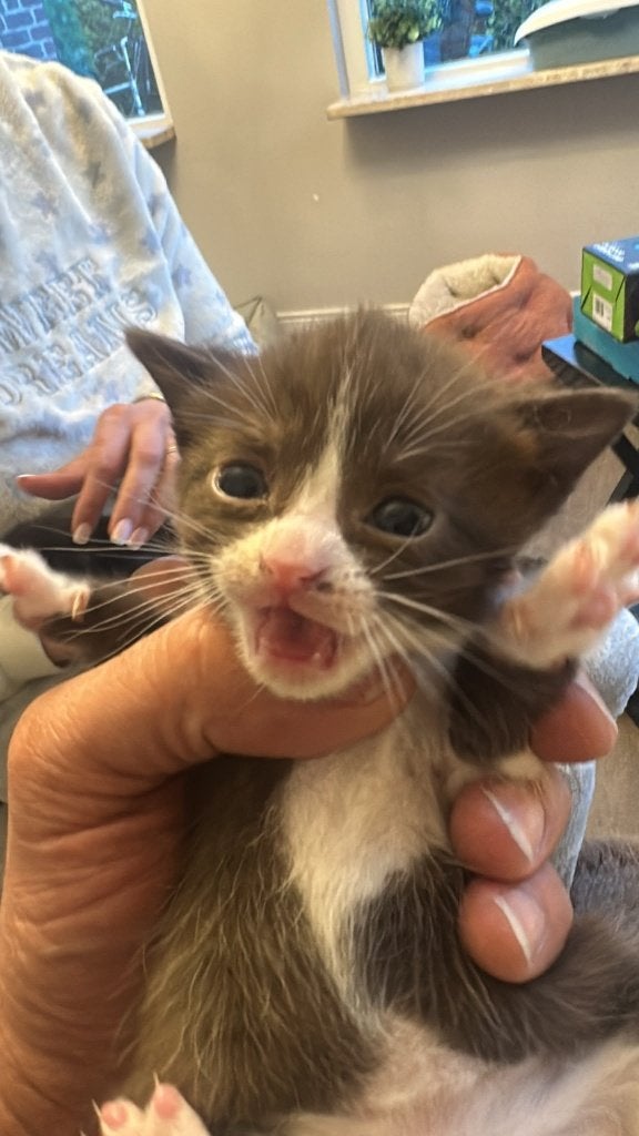 Schattig nestje kittens – speels en kindvriendelijk! ️, Meerdere dieren, Kortharig, 0 tot 2 jaar