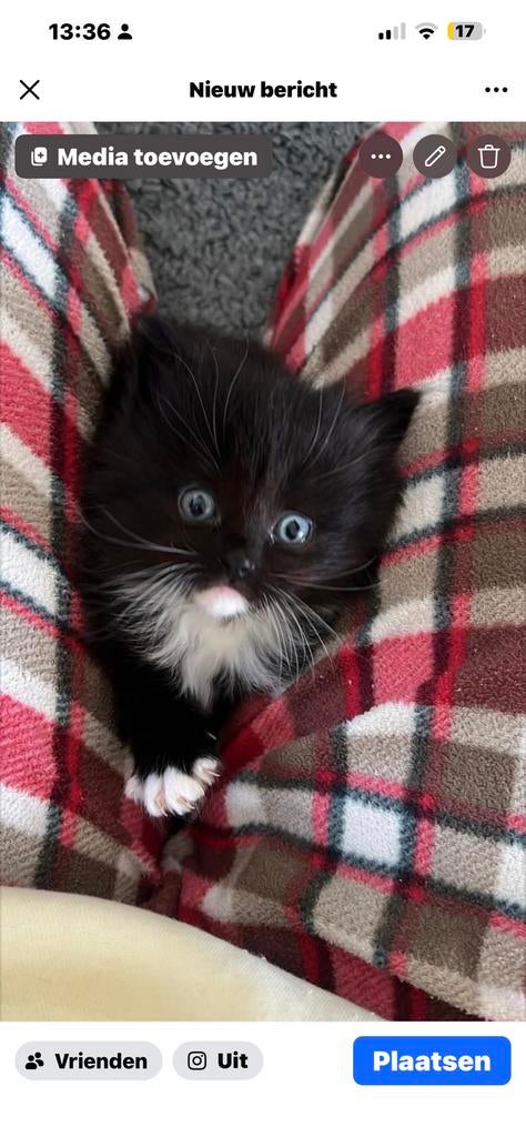 Ragdoll Kitten zijn van 27 maart, Dieren en Toebehoren, Katten en Kittens | Overige Katten, Geslacht onbekend