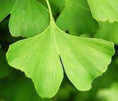 BOOM Ginkgo biloba Chin tempelboom Jap Notenboom herfstkleur, Overige soorten, Volle zon, Vaste plant, Verzenden