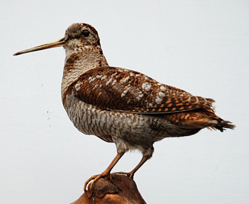 opgezette vogel, Ophalen of Verzenden, Zo goed als nieuw, Vogel, Opgezet dier