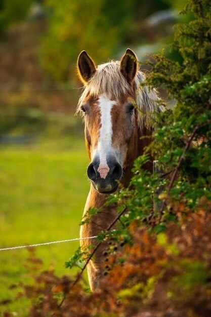Paarden / Pony Eigenaar Gezocht
