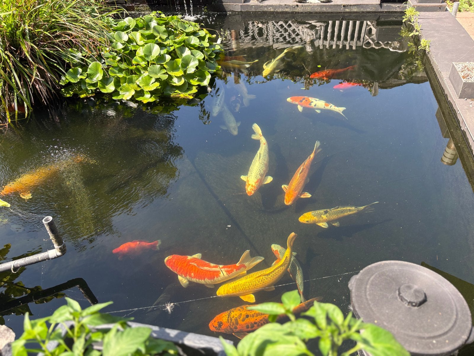 Koi karpers