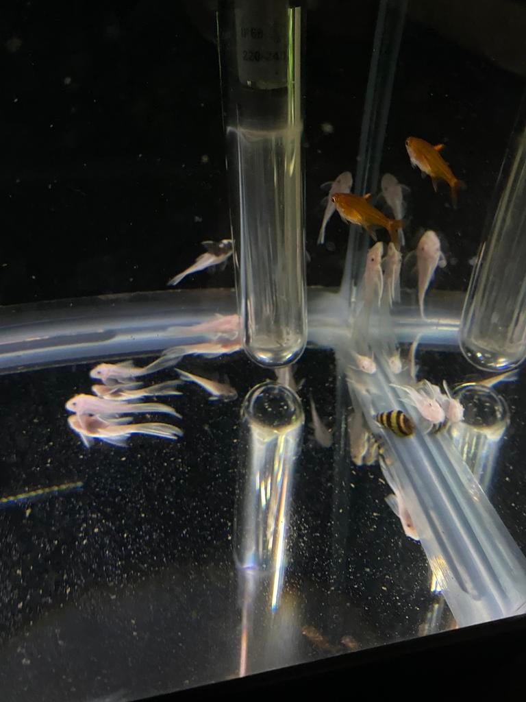 L144 Ancistrus snowwhite longfin jongen, Dieren en Toebehoren, Vis