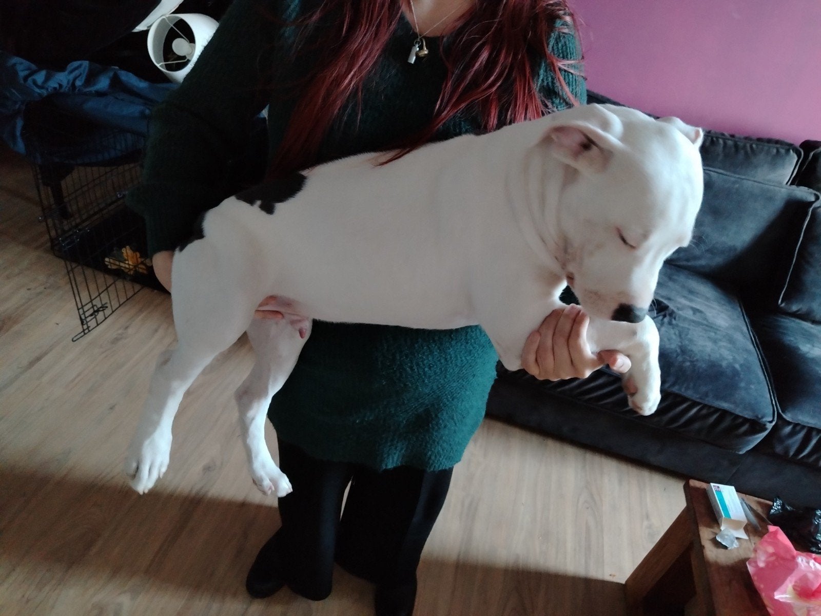 american bully  reu  pup Dbkc stamboom, Dieren en Toebehoren, 15 weken tot 1 jaar, CDV (hondenziekte), Eén hond, Nederland