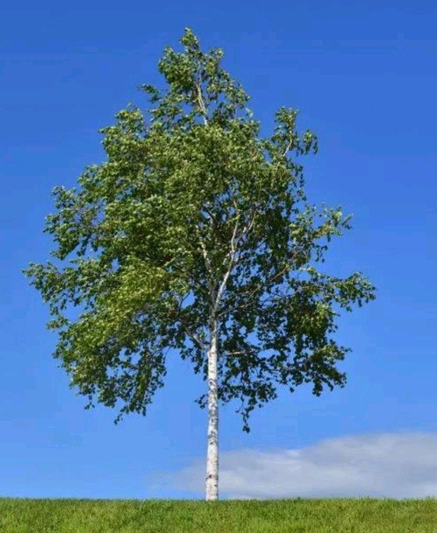 Zilverberk (Betula pendula) - Groot exemplaar | OP = OP, Tuin en Terras, Planten | Bomen, Ophalen, Volle zon, Overige soorten
