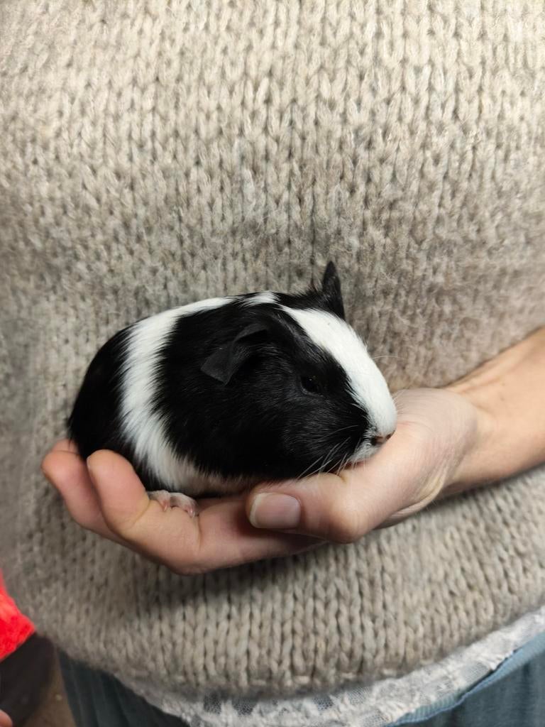 Cavia jonkies zeugjes, Dieren en Toebehoren, Knaagdieren, Meerdere dieren, Cavia, Januari