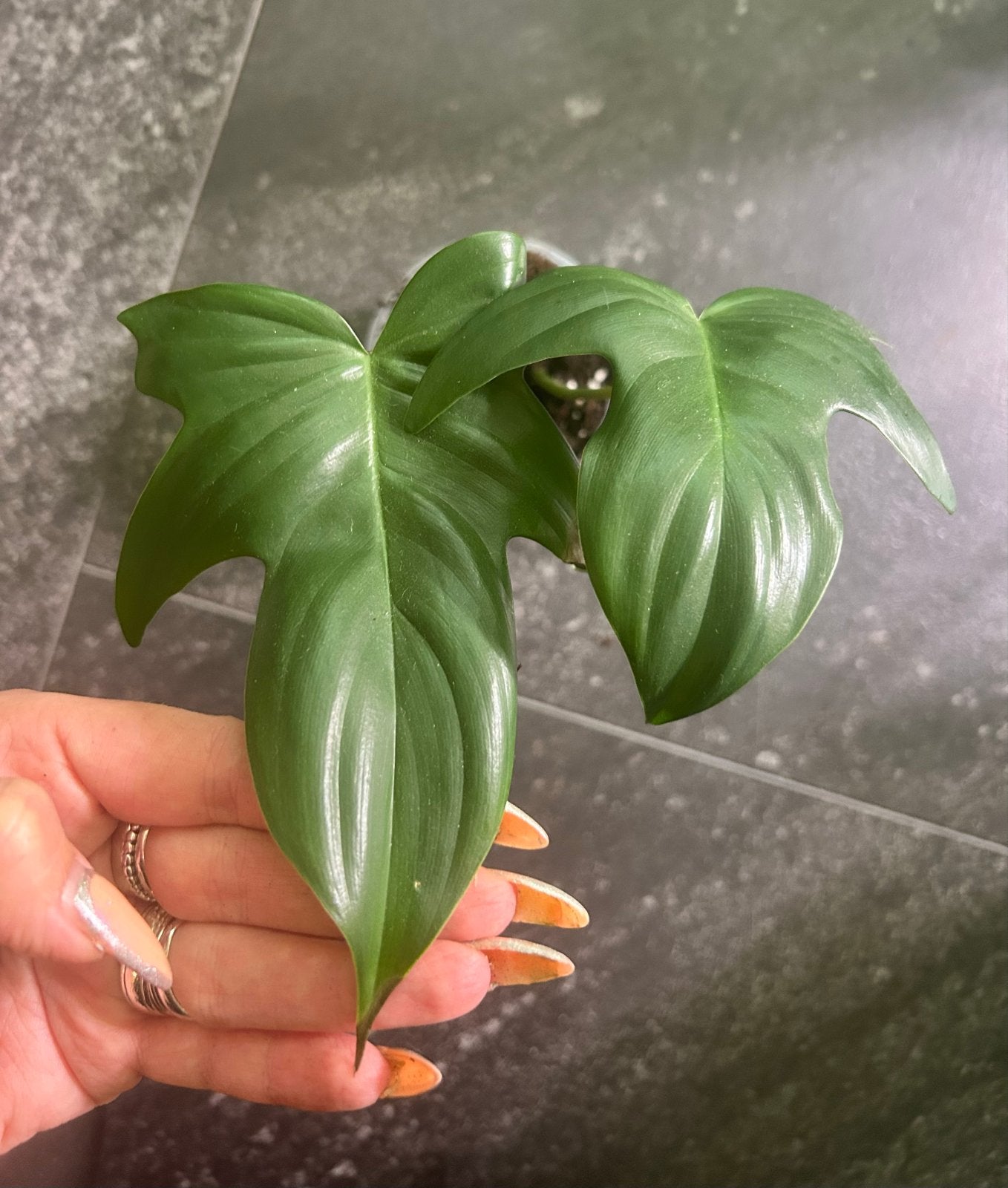 Philodendron Florida Green - Prachtige Kamerplant, Ophalen of Verzenden, Halfschaduw, Minder dan 100 cm