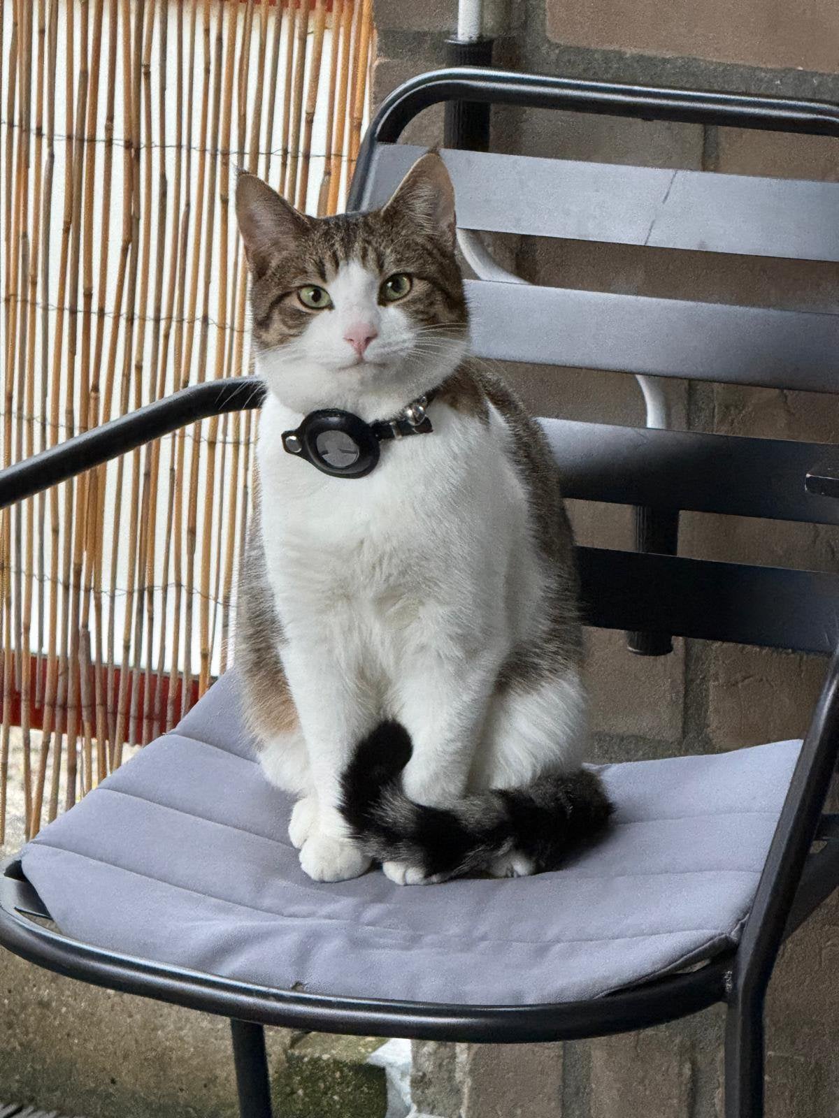 Miauw! Ik ben mimi (1jr 8mnd), Dieren en Toebehoren, Katten en Kittens | Overige Katten, Kater, 0 tot 2 jaar