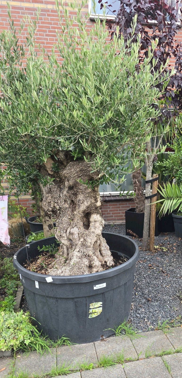 Blikvangers 100 jaar oude olijfbomen  999 perstuk, Tuin en Terras, 100 tot 250 cm, Olijfboom, Zomer, Ophalen