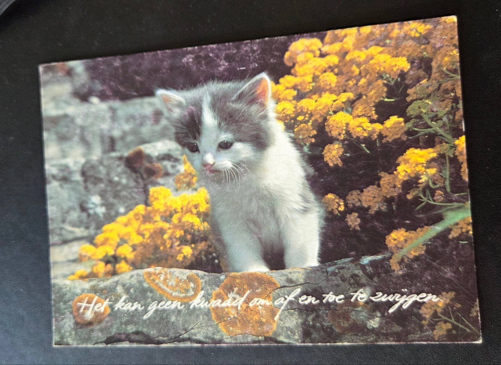 Schattig Katje - ansichtkaart, Verzenden, 1980 tot heden, Gelopen, Hond of Kat
