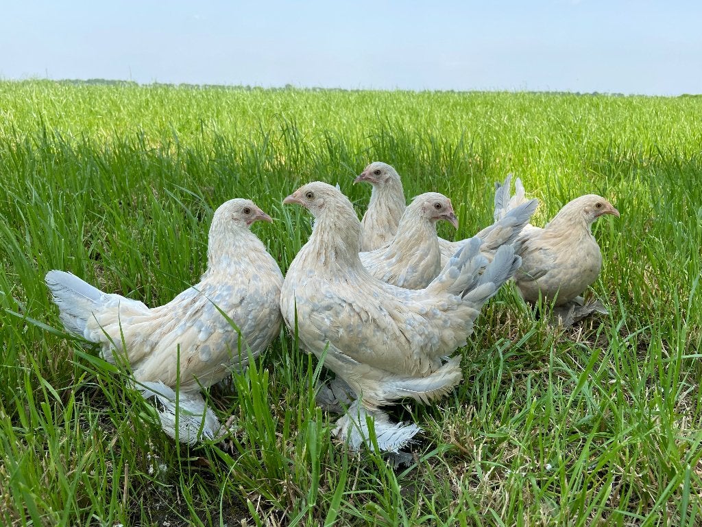 Jonge tamme Sabelpoot kriel kippen gesekst & ingeënt, Dieren en Toebehoren, Pluimvee, Vrouwelijk, Kip