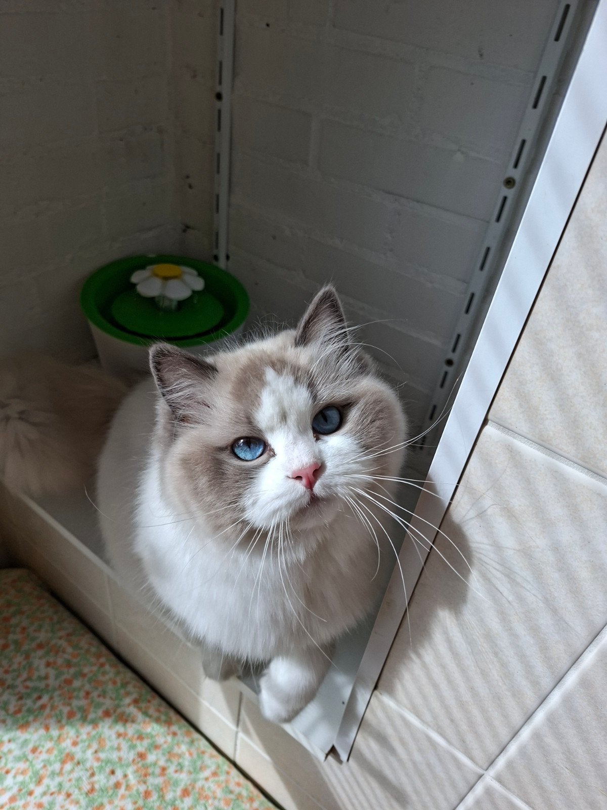 Ragdoll kittens met stamboom., Kater, Met stamboom