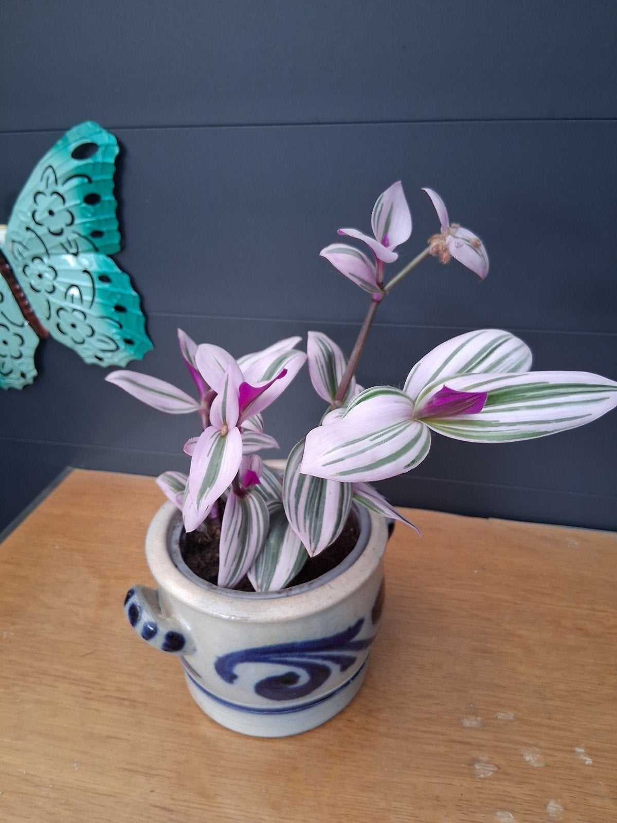 Tradescantia Nanouk - Roze-groene hangplant, Huis en Inrichting, Kamerplanten, Ophalen