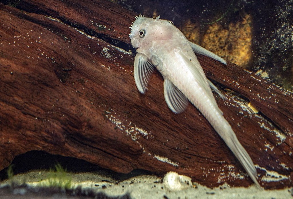 Ancistrus sp. Snow white, Dieren en Toebehoren, Vis