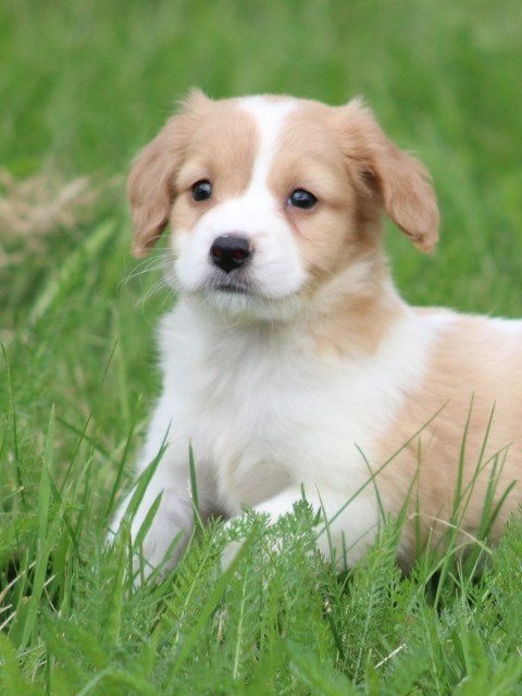 Kruising Dwergkees, Dieren en Toebehoren, Nederland, Parvo, Overige rassen, 8 tot 15 weken