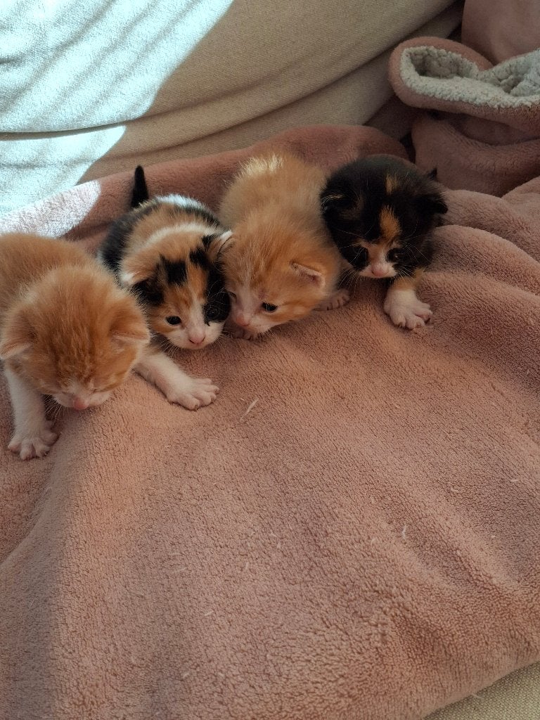 Kittens, Dieren en Toebehoren, Meerdere dieren, 0 tot 2 jaar