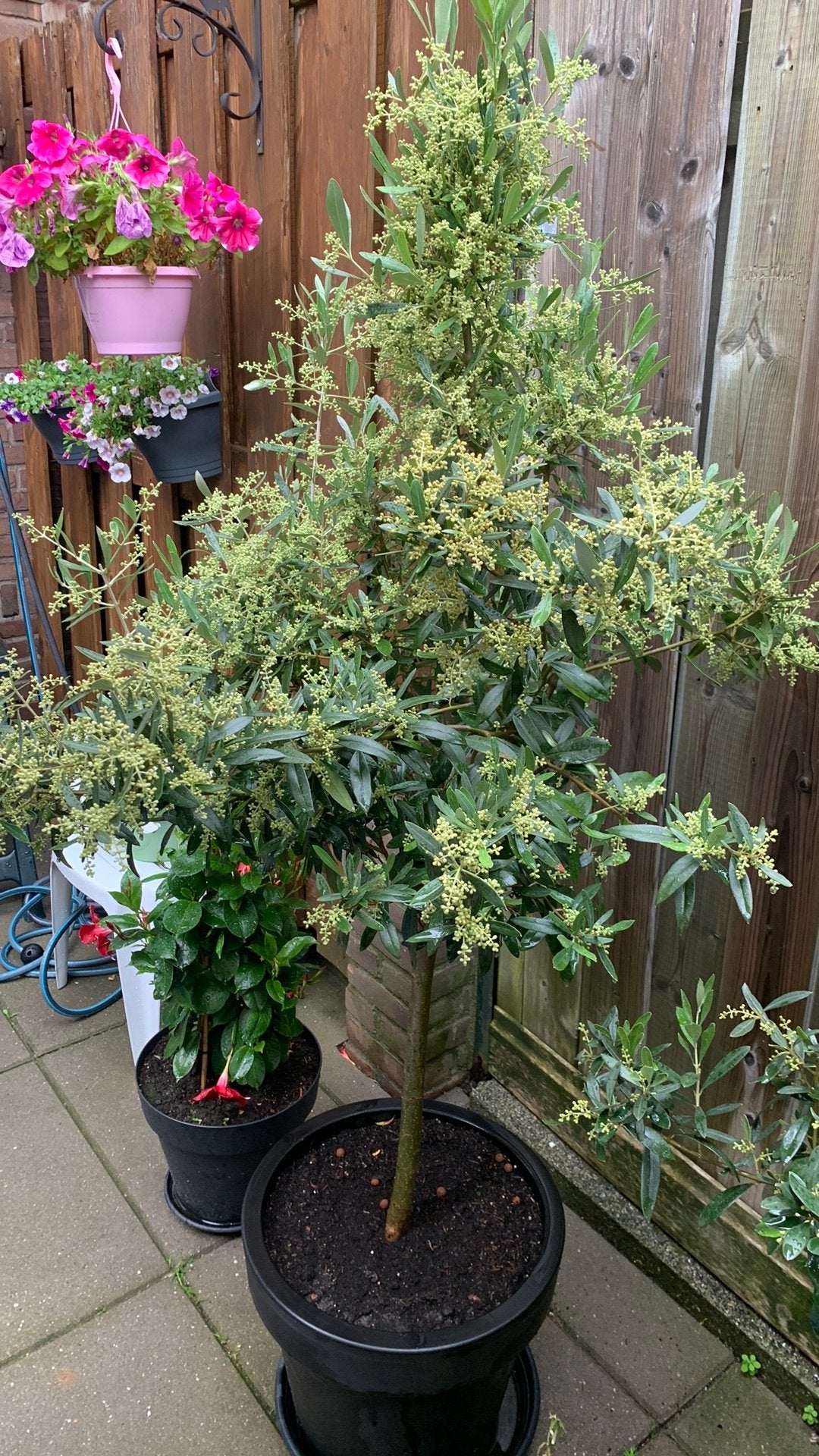 Olijfbomen  met  groot pot, Ophalen of Verzenden, Volle zon, Olijfboom, 100 tot 250 cm