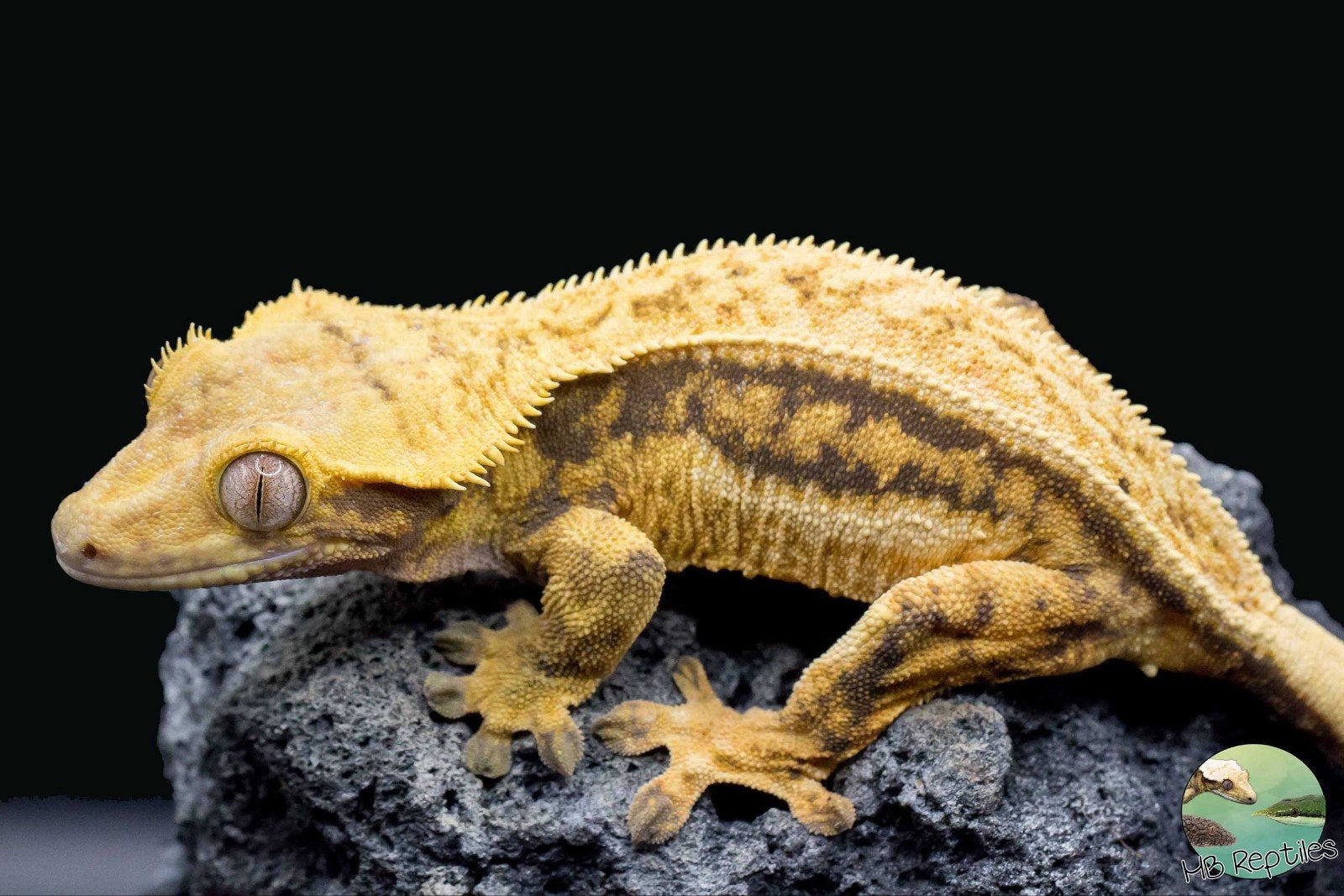 Wimpergekko vrouw, Dieren en Toebehoren, Reptielen en Amfibieën