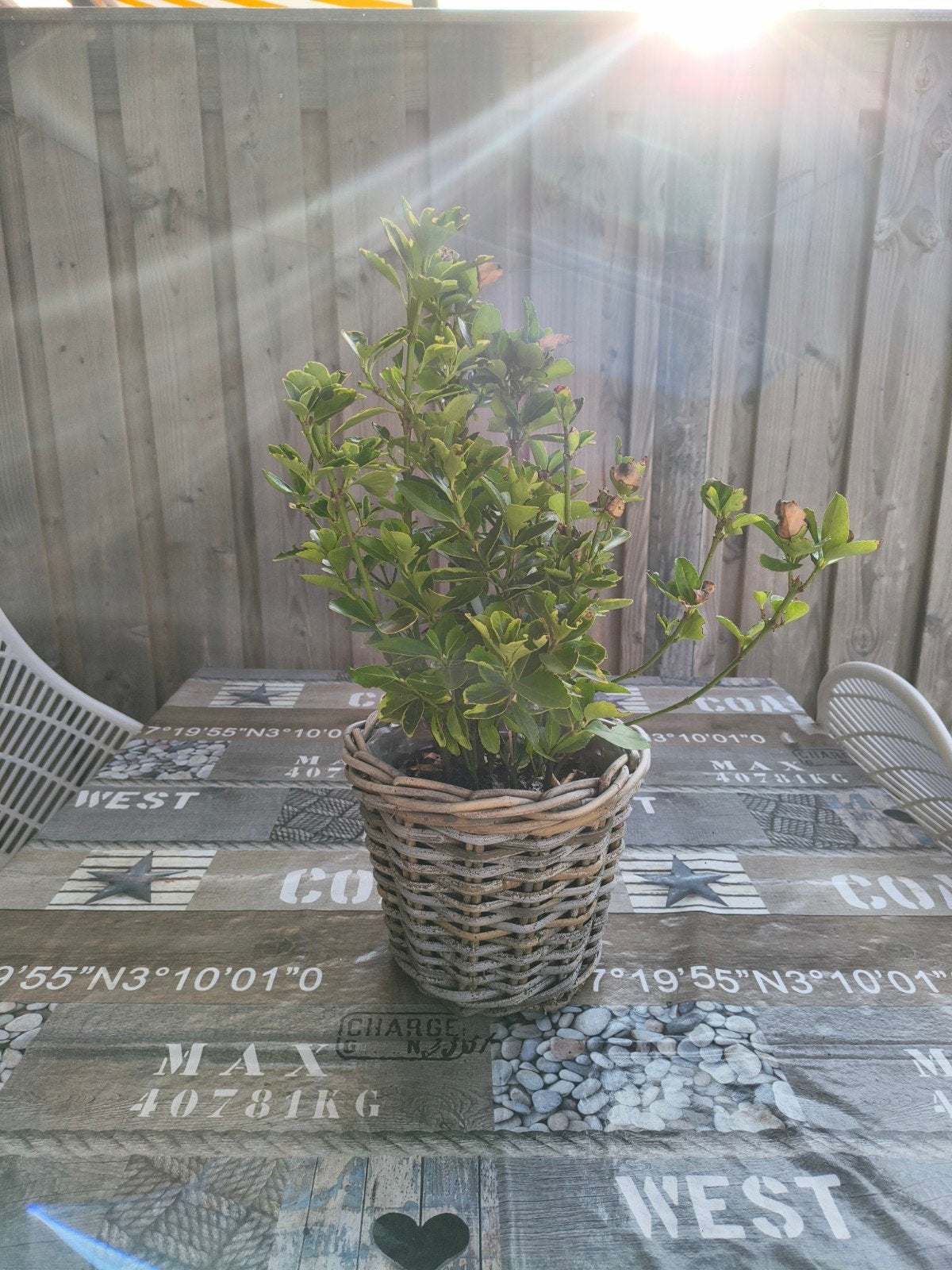 Decoratieve plant in rieten pot - Ø22 H19 cm, Ophalen, Gebruikt, Rond, Balkon
