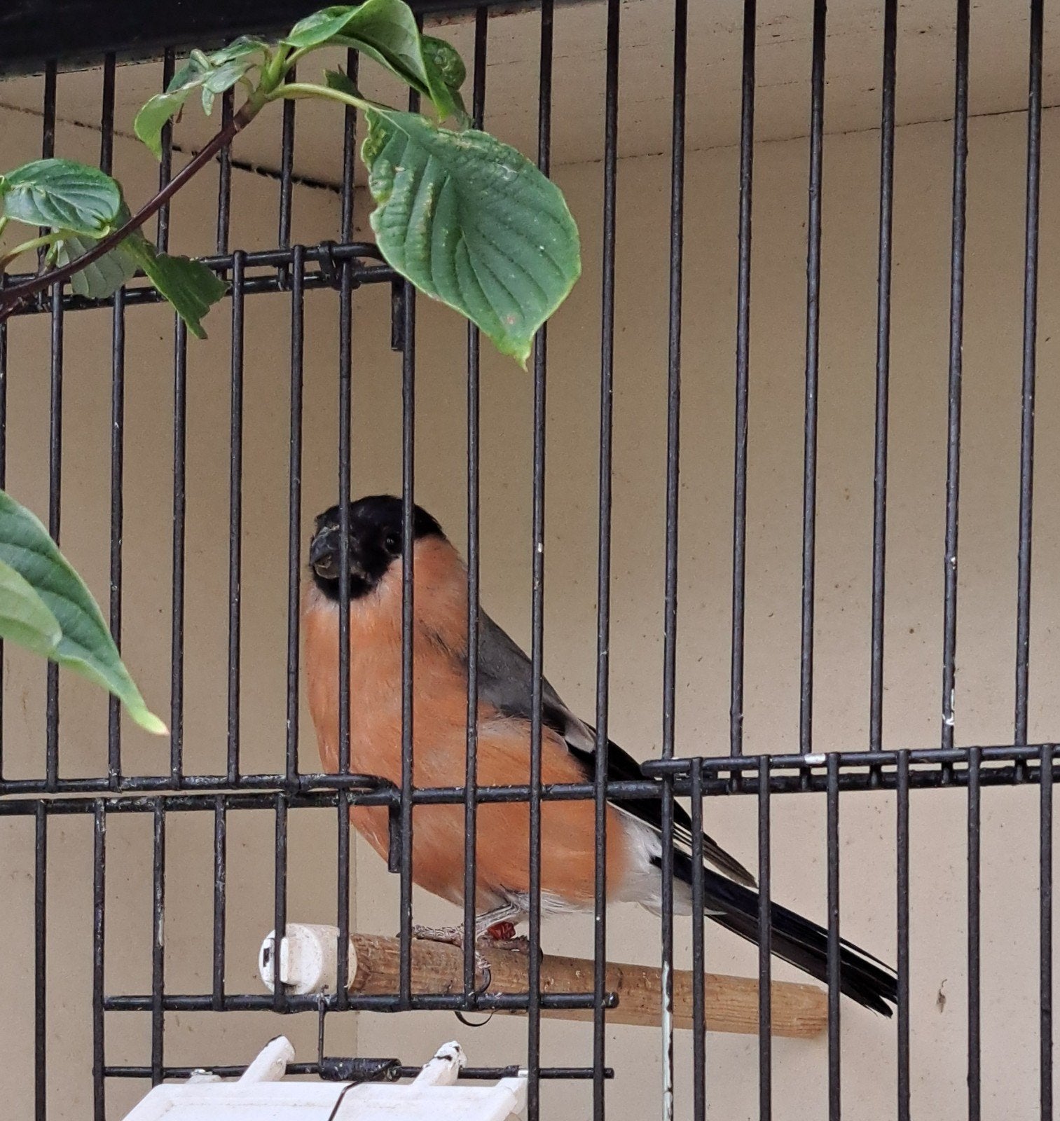 goudvink man, Mannelijk, Wildzangvogel, Geringd