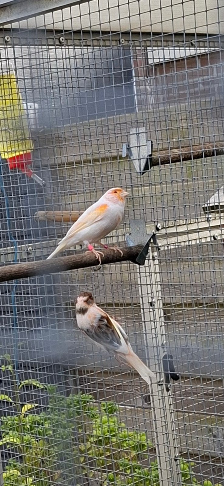 roodmozaiek, Dieren en Toebehoren, Meerdere dieren, Kleurkanarie