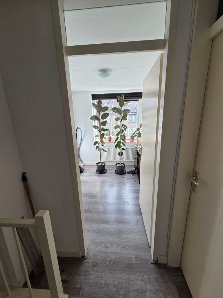 Grote Ficus Elastica Rubberbomen (207 & 220 cm) incl. Potten, Huis en Inrichting, Ophalen, Ficus, 200 cm of meer, Halfschaduw