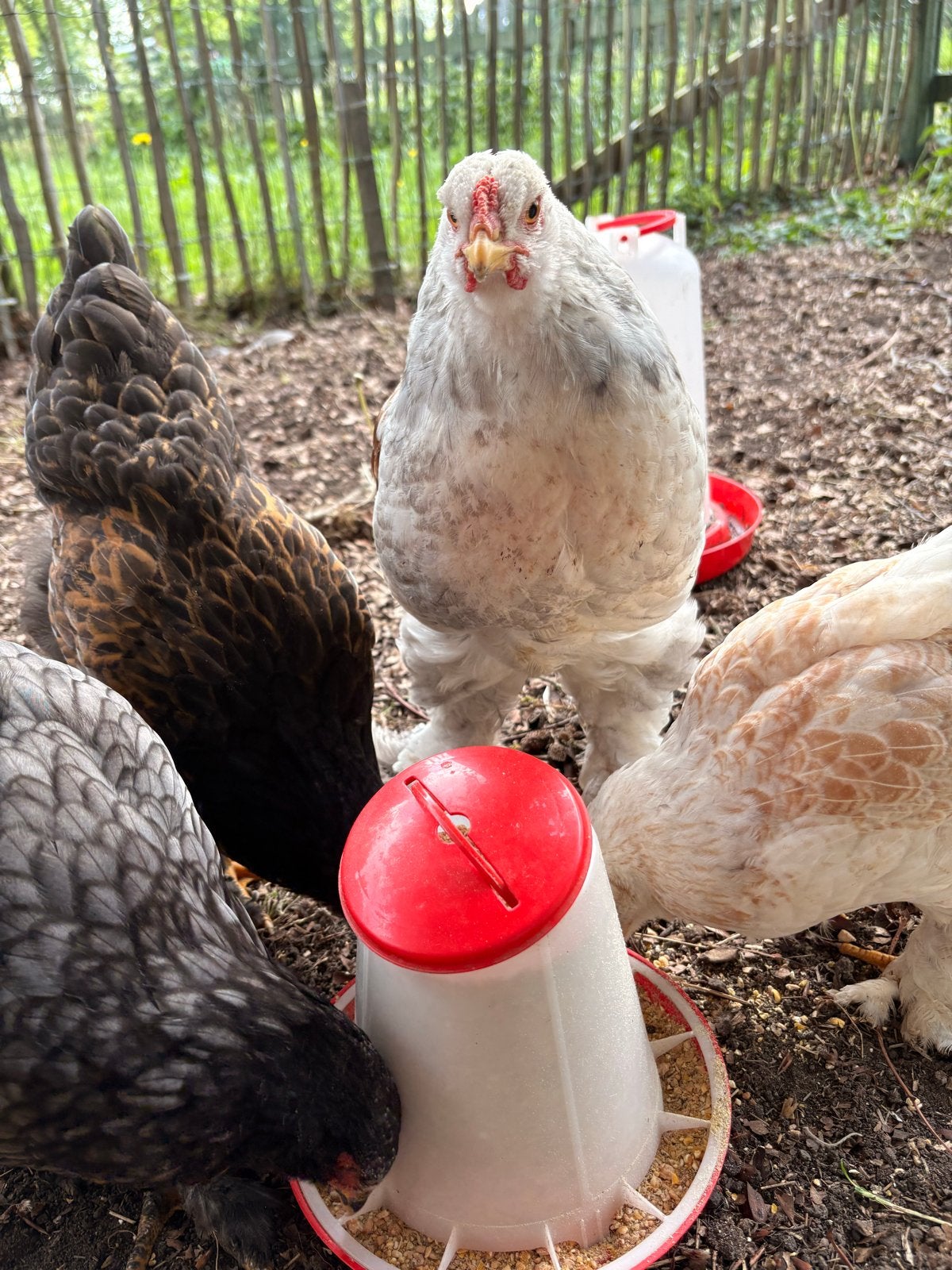 Brahma’s, Geslacht onbekend, Kip