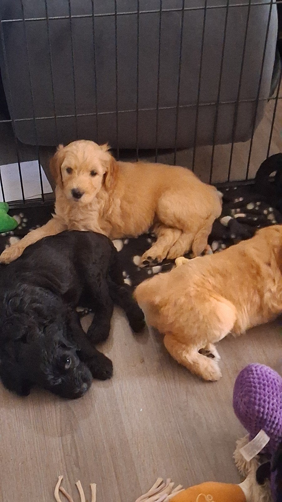 Ben jij ons gouden mandje pups Labradoodle  f1b, Dieren en Toebehoren, Honden | Niet-rashonden, 8 tot 15 weken, Meerdere, Meerdere dieren