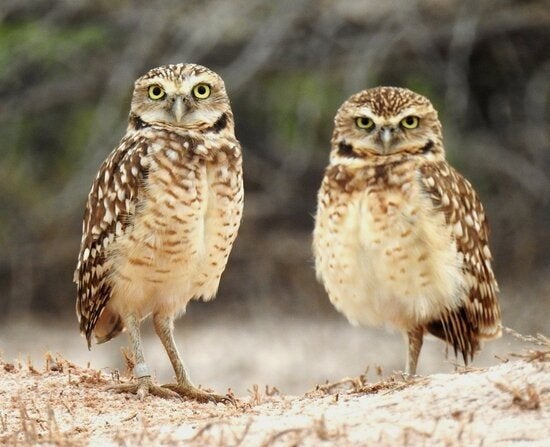 gezocht koppel holenuilen 2026, Meerdere dieren, Roofvogel, Geringd
