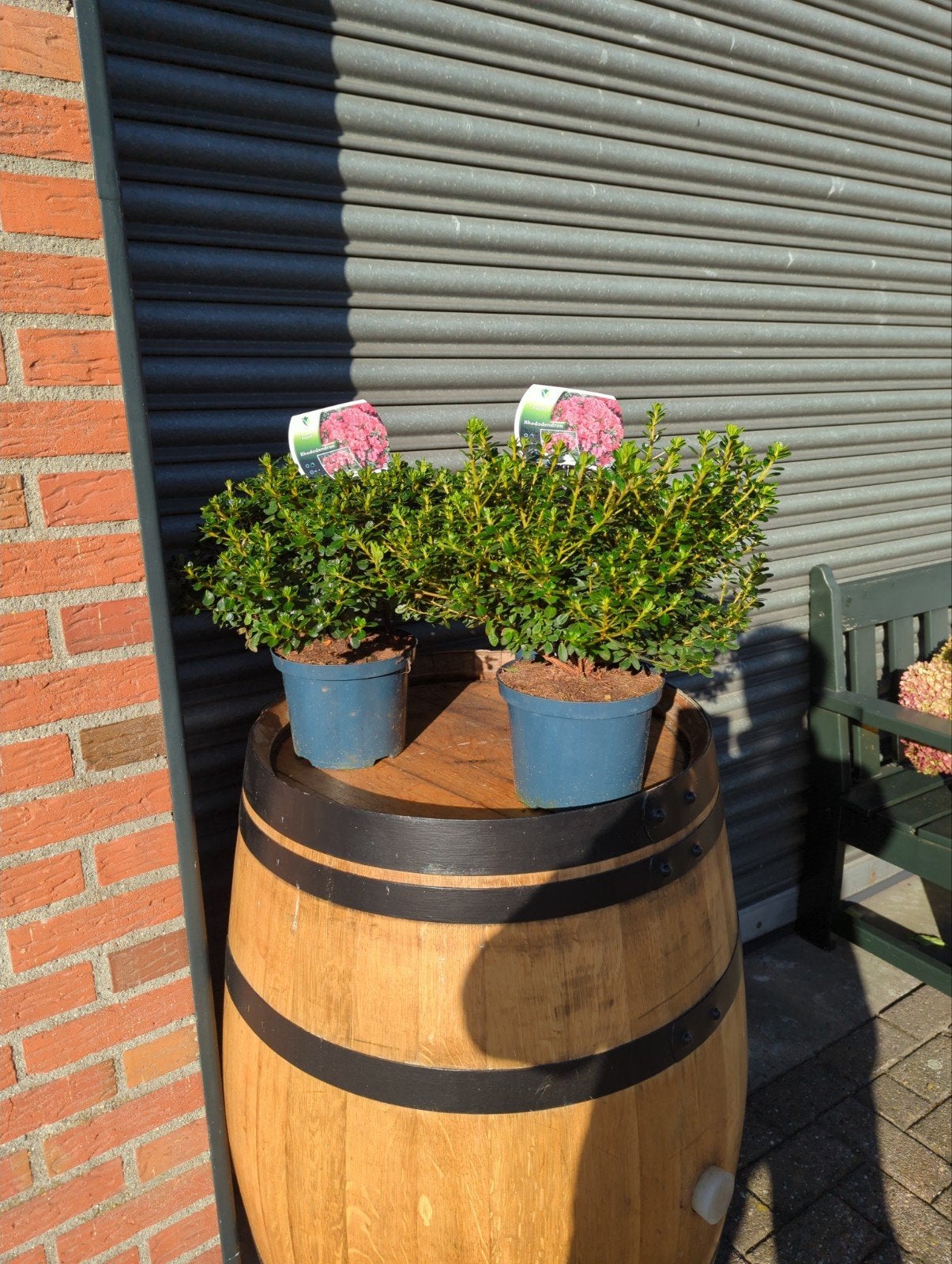 azalea / Rhododendron  € 6.00, Tuin en Terras, Ophalen, Rhododendron, Struik, Minder dan 100 cm