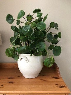 Mooie grote frisgroene pannenkoekplant, Pilea, Huis en Inrichting, Ophalen, Overige soorten, Halfschaduw, Minder dan 100 cm
