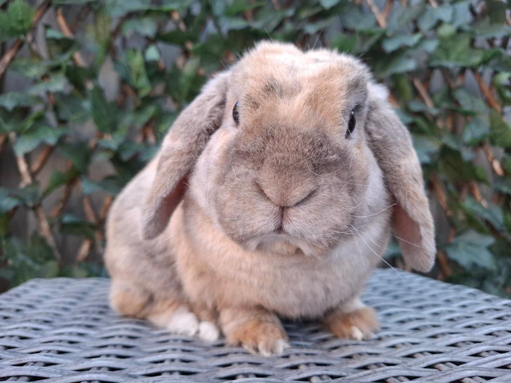 Rex minilop ram 2 jaar (niet gecastreerd), Dieren en Toebehoren, Konijnen