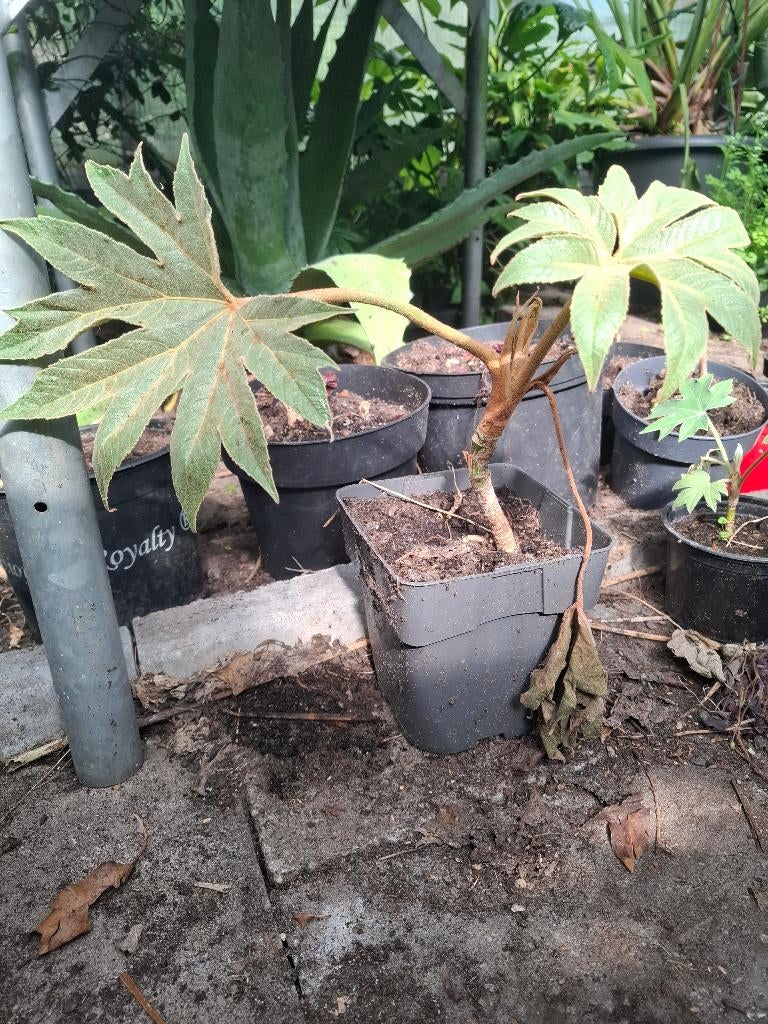 tetrapanax rijstpapierplant, Tuin en Terras, Planten | Tuinplanten, Ophalen, Vaste plant, Overige soorten, Volle zon