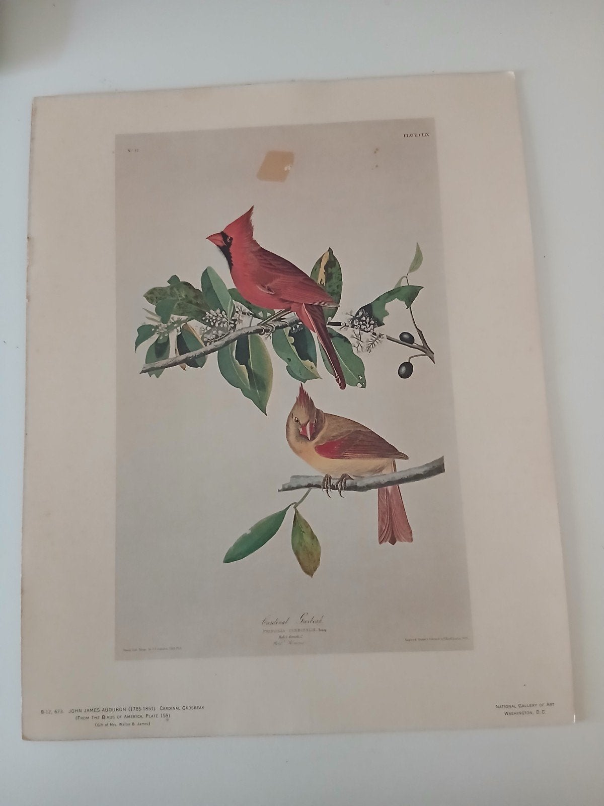 Vintage Vogelprent 'Cardinal Grosbeak' - J.J. Audubon, Ophalen of Verzenden