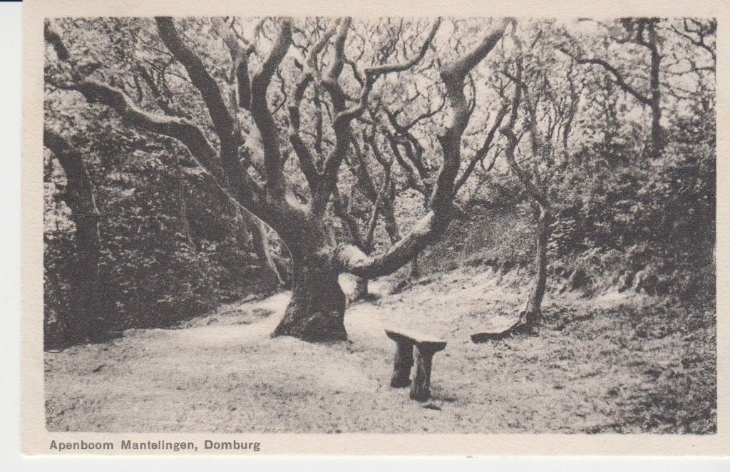 P423 oude ansichtkaart apenboom mantelingen domburg 1937, Ophalen of Verzenden, 1920 tot 1940, Gelopen, Zeeland