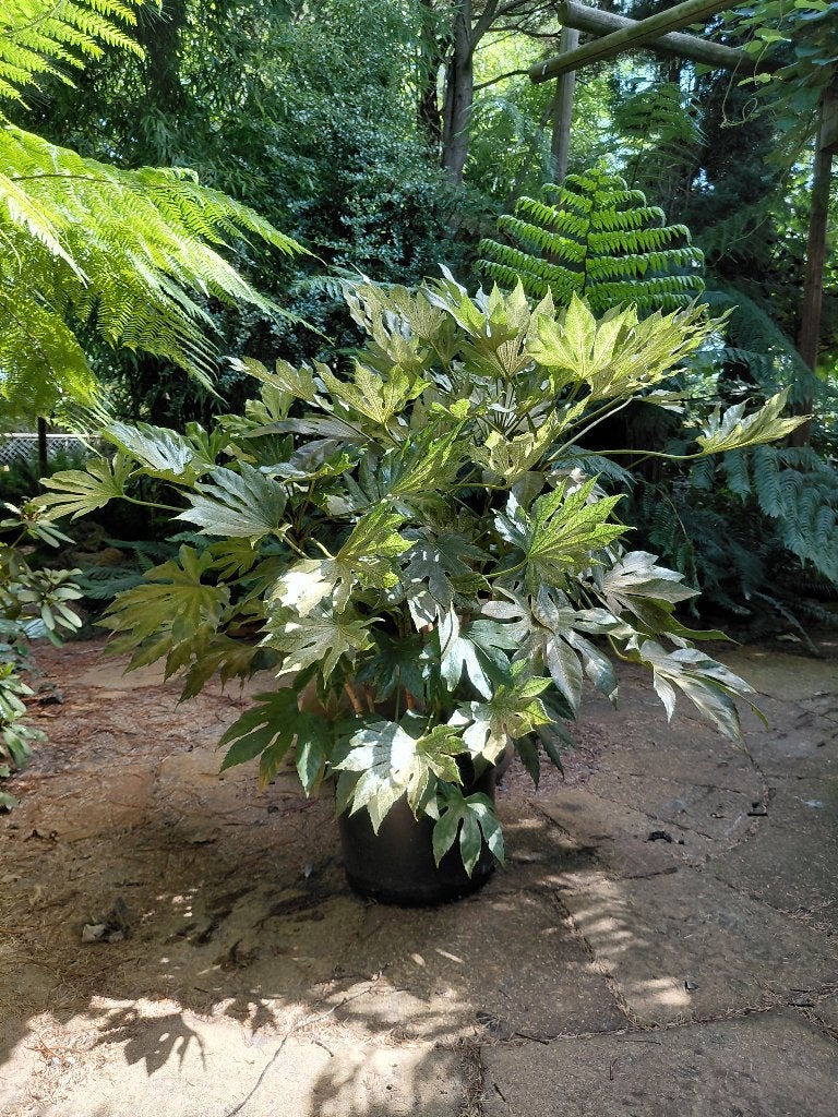 bonte fatsia vingerplant, Ophalen, Overige soorten, Volle zon