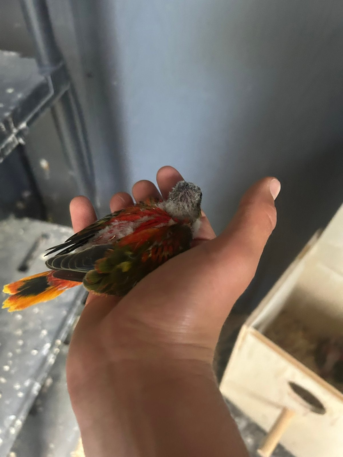Te koop jonge roodbuik turquasine parkieten bewezen koppel, Meerdere dieren, Parkiet, Geringd