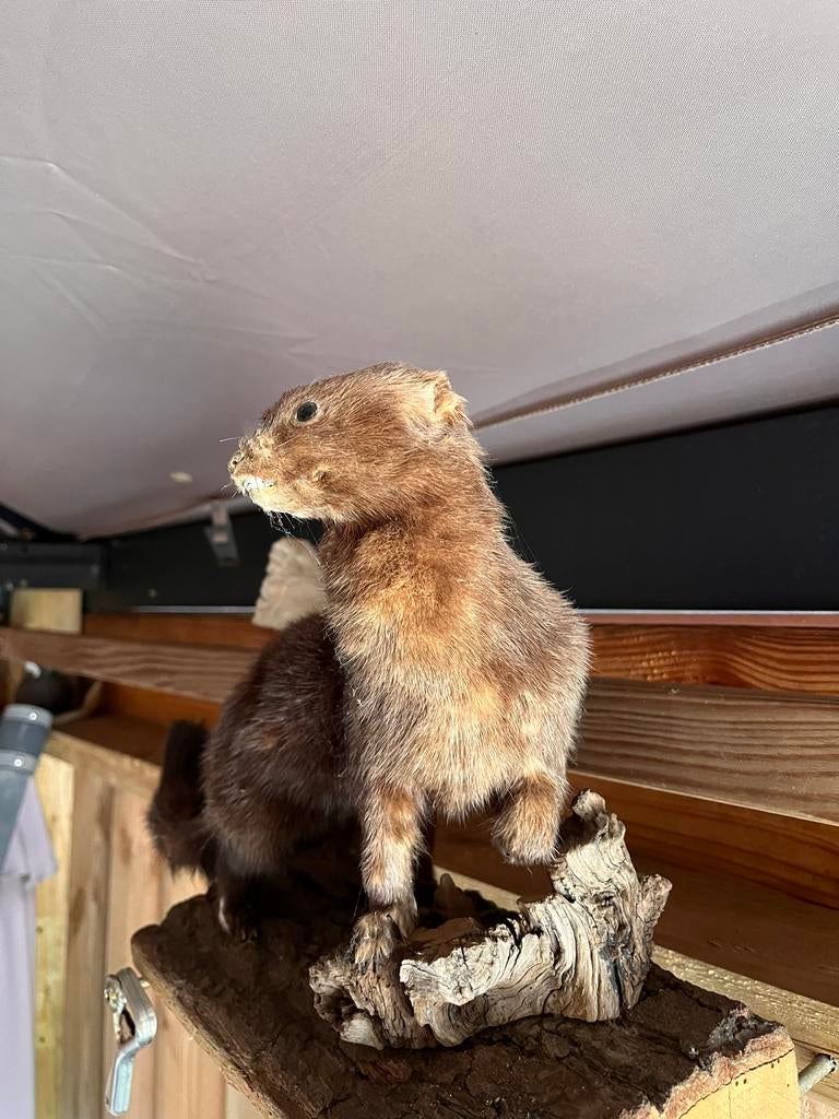 Diverse opgezette dieren. MOETEN SNEL WEG, Ophalen, Zo goed als nieuw, Vogel, Opgezet dier