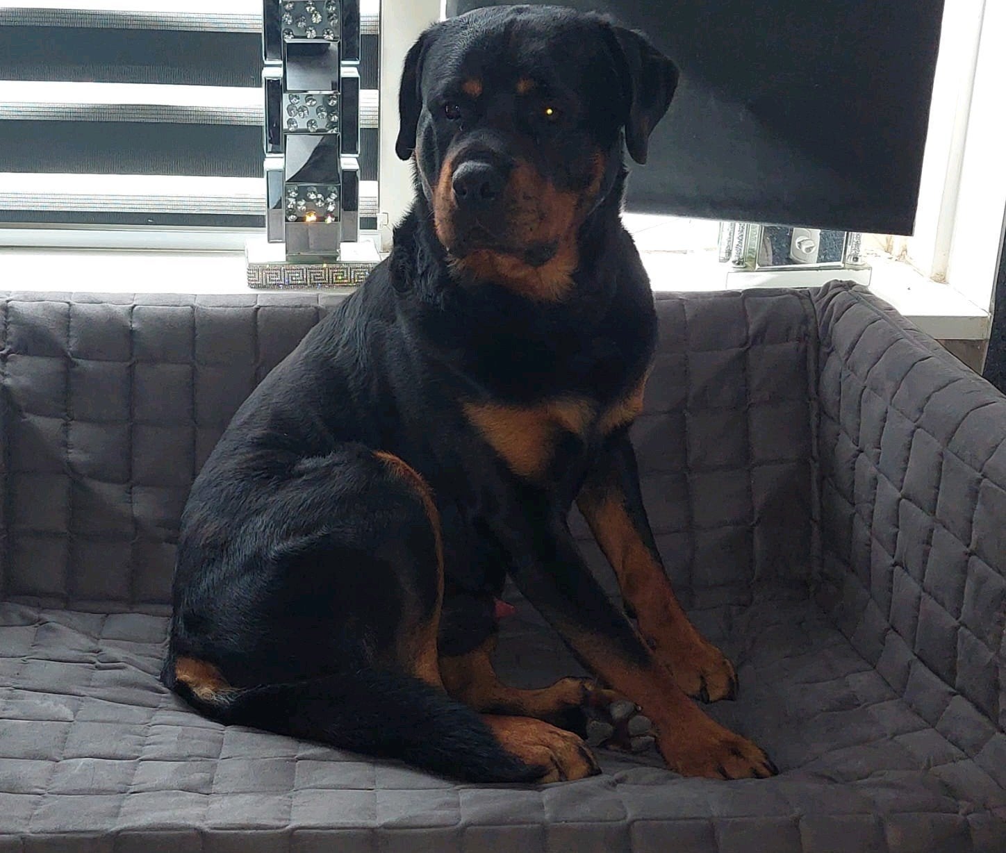 Rottweiler reu, Dieren en Toebehoren, Reu, 1 tot 2 jaar, Eén hond, Rottweiler