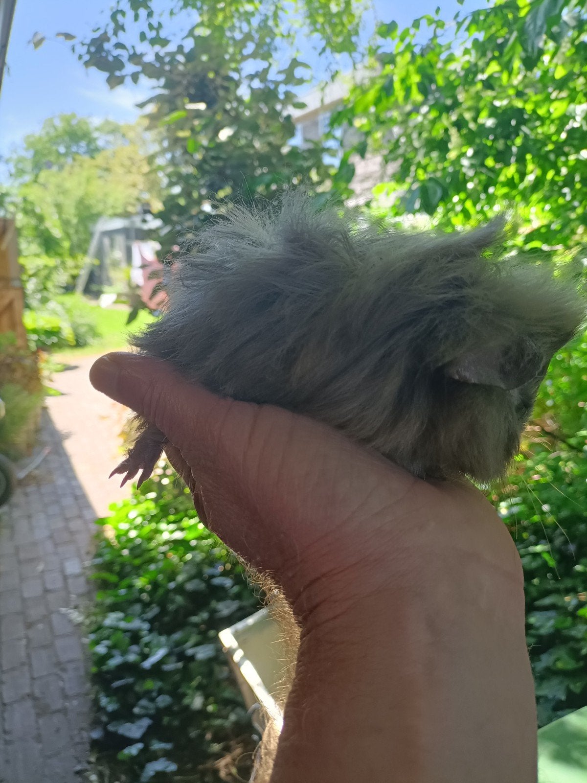 Jong cavia beertje, Dieren en Toebehoren, Knaagdieren, April