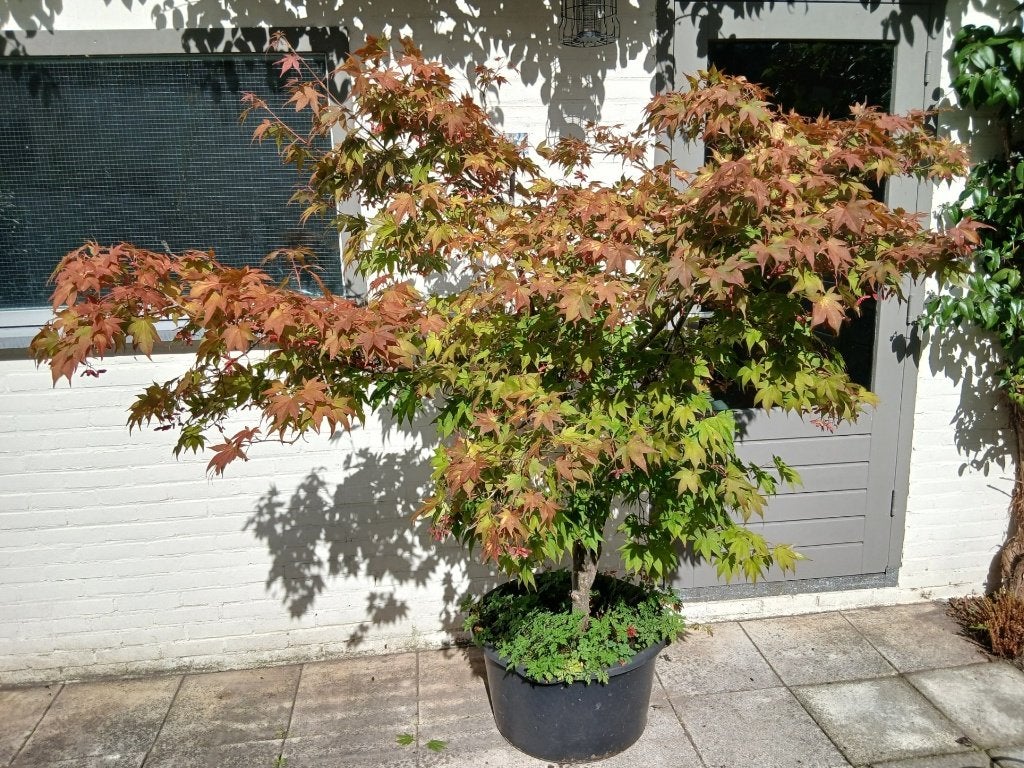 esdoorn - acer palmatum, Tuin en Terras, Ophalen, Esdoorn, Struik, 100 tot 250 cm